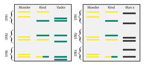 DNA-profielen van vader en kind vergelijken