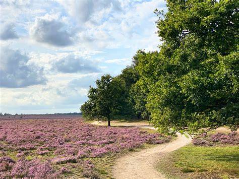 Bakkefeansterdúnen met wandelpad en heide