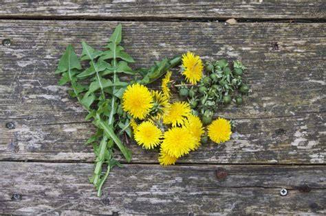 Cantharellen daslook pruimen paardenbloemen