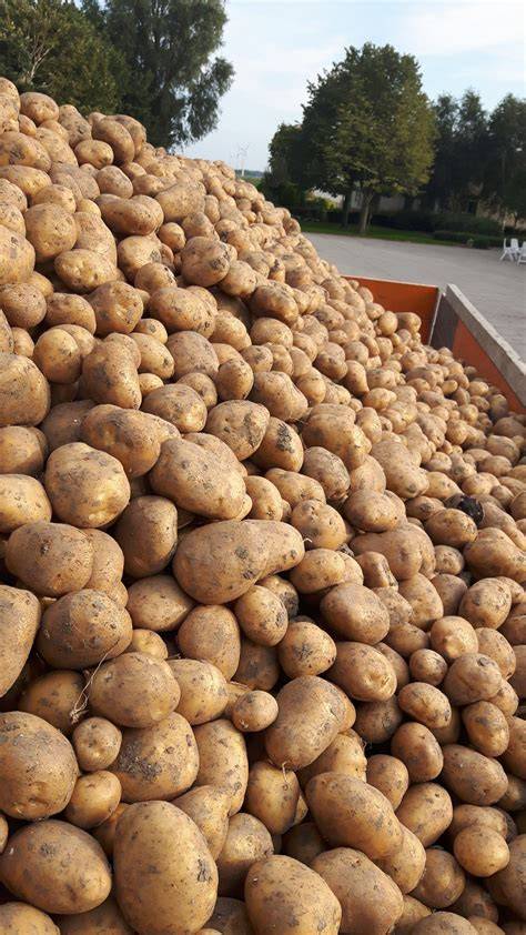Grote Agria aardappelen voor friet