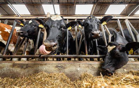 biologische groenteoogst op Friese boerderij