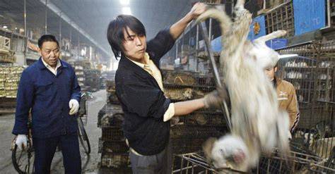 Wet market met levende dieren